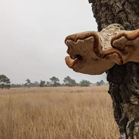 Sfeervol Chaletje In Rustige Bosrijke Omgeving